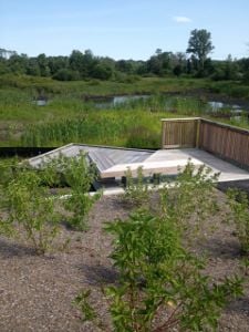 Ipe decks and benches overlook the wetlands habitat