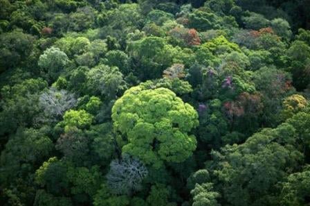 ipe_decking_-_overview_of_rainforest1