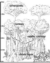 Ipe hardwood rainforest canopy
