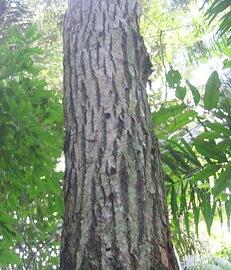 ipe_tree_-_tabebuia_seratafolia.jpg