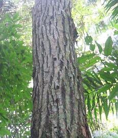 ipe_tree_-_tabebuia_seratafolia.jpg