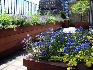 Ipe deck and planters