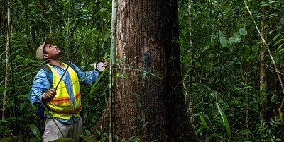 FSC Certified harvesting practices in Guatemala-1