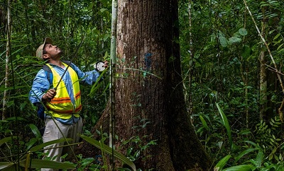 FSC Certified harvesting practices in Guatemala