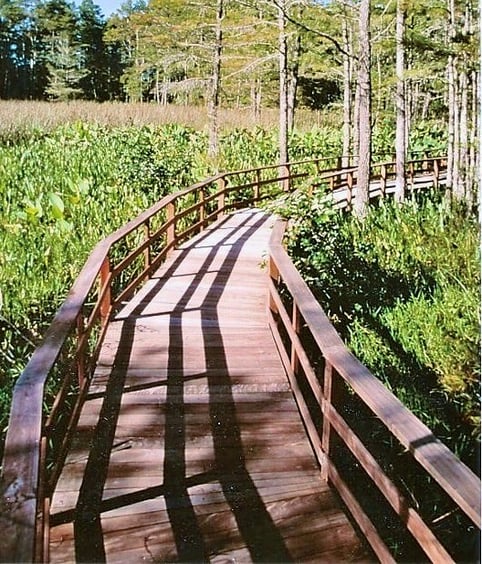 Ipe decking on boardwalk at Corkscrew Swamp