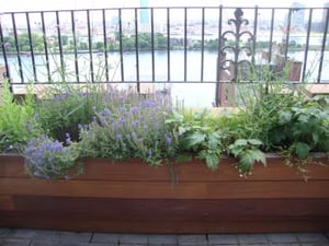 Ipe rooftop planters