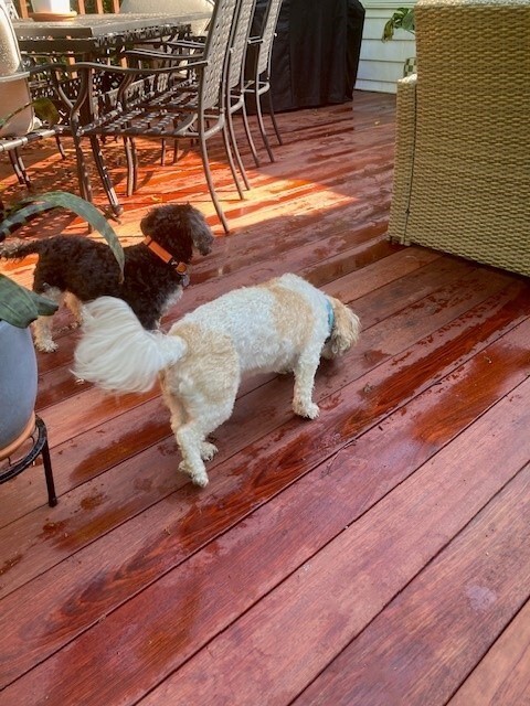 Mataverde Jatoba hardwood decking is pet friendly and scratch resistant