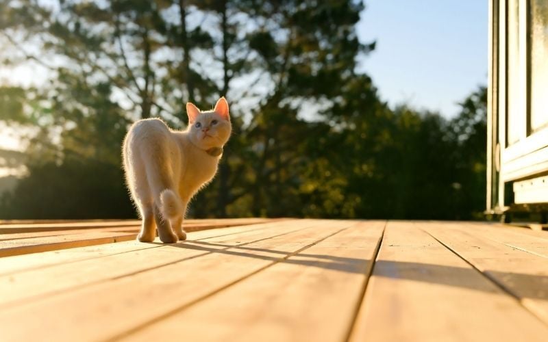 Mataverde SaferWood STK Cedar Decking Campbell Tiny House and white cat on deck