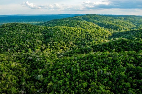 Maya Biosphere Reserve covers 20% of Guatemala