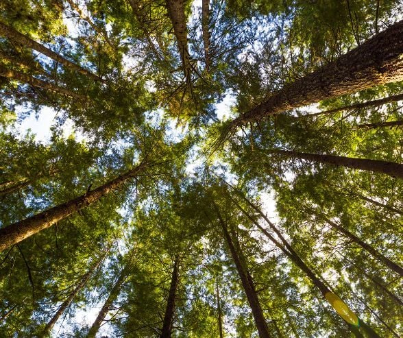 Mataverde Sustainably Harvests North American tree species for Mataverde SaferWood Fire-Retardant Treated Lumber