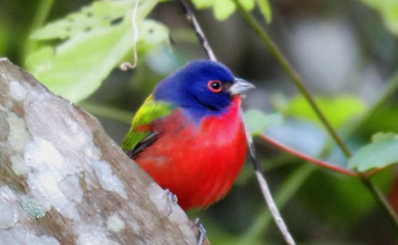 Painted bunting Audubon Society