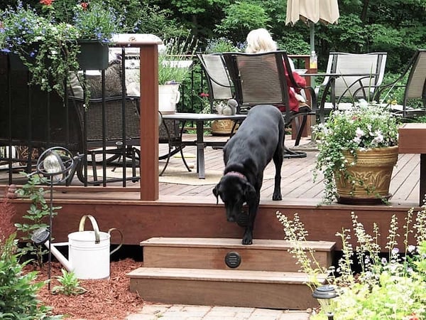 Black lab on Ipe deck steps and plants