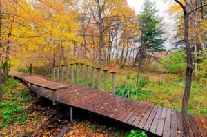 Thermally modified American White Ash decking for boardwalk