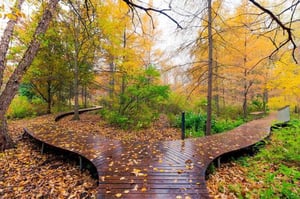 Thermally modified White Ash decking on boardwalk