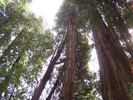 california_redwood