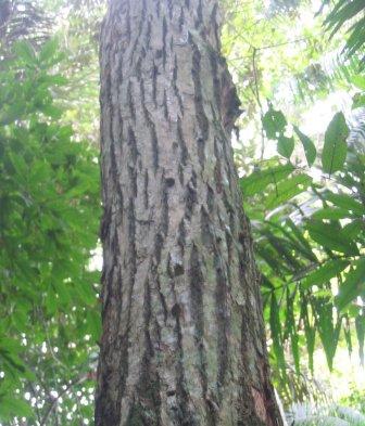 ipe_tree_-_tabebuia_seratafolia