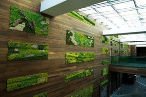 thermally modified ash cladding in living wall green design